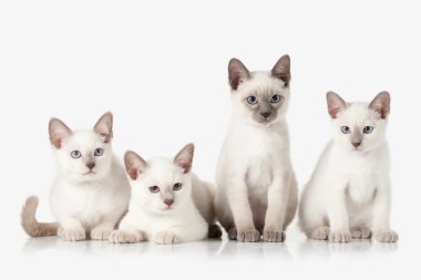 Yavru kedi. Beyaz arka plan üzerinde çeşitli Tay kediler