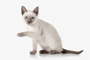 Yavru kedi. Beyaz arka plan üzerinde Tay kedi