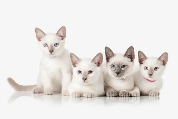 Gatitos. Varios gatos tailandeses sobre fondo blanco —  Fotos de Stock