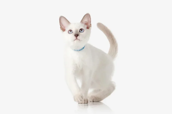 Kotě. Thajská kočka na bílém pozadí — Stock fotografie