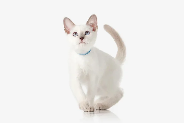 Un chaton. Chat thaï sur fond blanc — Photo