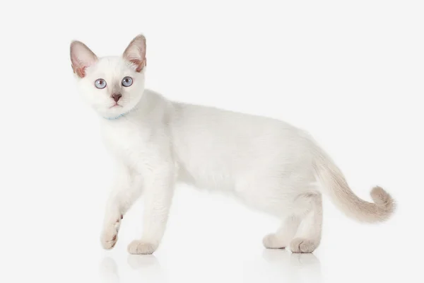 Gatito. Gato tailandés sobre fondo blanco — Foto de Stock