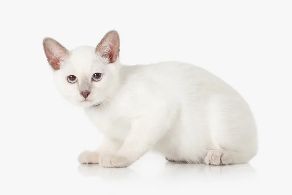 Kitten. Thai cat on white background — Stock Photo, Image