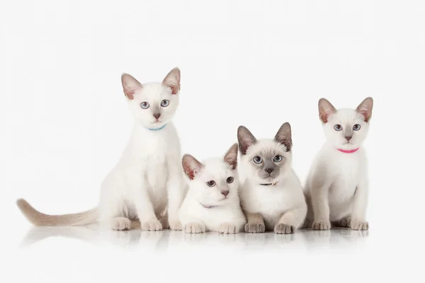 Gatinhos. Vários gatos tailandeses no fundo branco — Fotografia de Stock