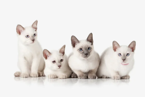 Des chatons. Plusieurs chats thaïlandais sur fond blanc — Photo