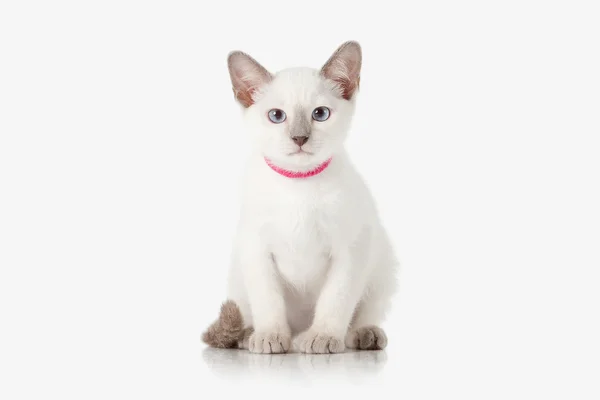 Kätzchen. thai cat auf weißem Hintergrund — Stockfoto