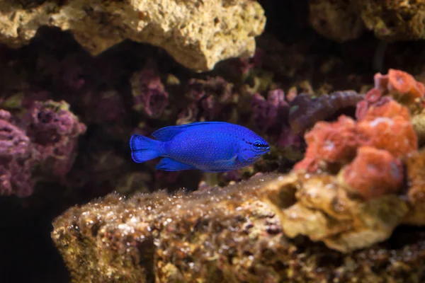 Ryb. Chrysiptera hemicyanea. Kolorowe ryby w akwarium — Zdjęcie stockowe