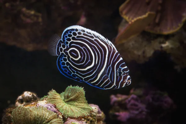 Pescado. Pomacanthus navarchus pez ángel azul ceñido mar —  Fotos de Stock