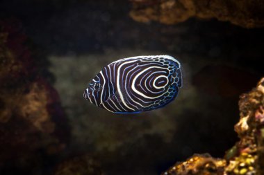 Fish. Pomacanthus navarchus blue girdled angel sea fish clipart
