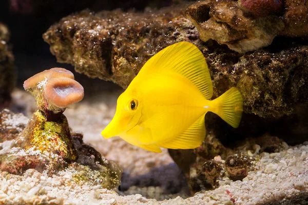 Pescado. Los peces amarillos derivan entre los corales en el acuario —  Fotos de Stock