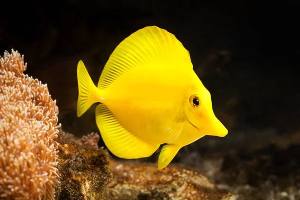 Peixe. O peixe amarelo deriva entre os corais no aquário — Fotografia de Stock