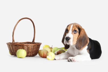Köpek. Beagle yavru köpek portre beyaz bir arka plan üzerinde