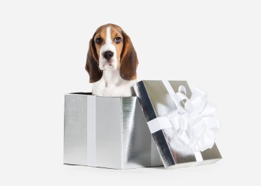 Köpek. Beagle yavru köpek portre beyaz bir arka plan üzerinde