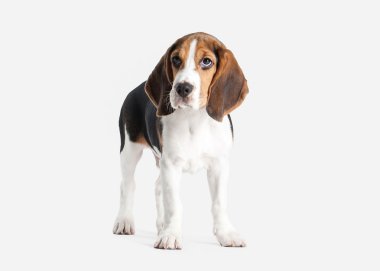 Köpek. Beagle yavru köpek portre beyaz bir arka plan üzerinde