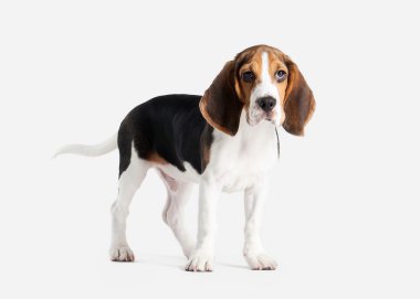 Köpek. Beagle yavru köpek portre beyaz bir arka plan üzerinde