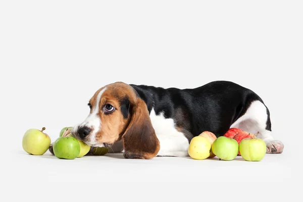 Hund. Beagle valp porträtt på en vit bakgrund — Stockfoto