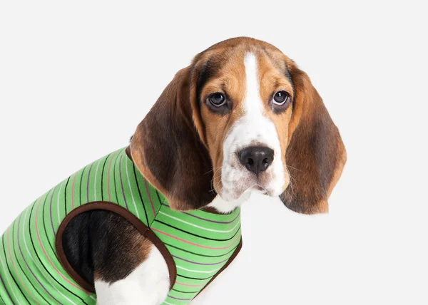 Köpek. Beagle yavru köpek portre beyaz bir arka plan üzerinde — Stok fotoğraf