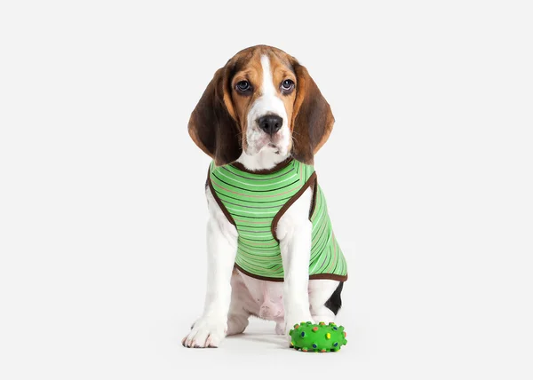 Hond. Beagle pup portret op een witte achtergrond — Stockfoto