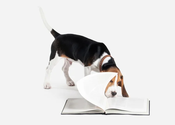 Dog. Beagle puppy portrait on a white background — Stock Photo, Image