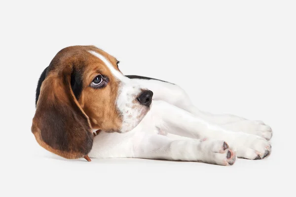 Hund. Beagle Welpen Porträt auf weißem Hintergrund — Stockfoto