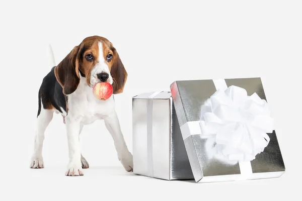 Dog. Beagle puppy portrait on a white background — Stock Photo, Image