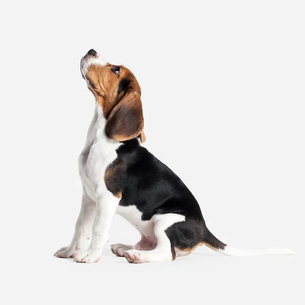 Dog. Beagle puppy portrait on a white background — Stock Photo, Image