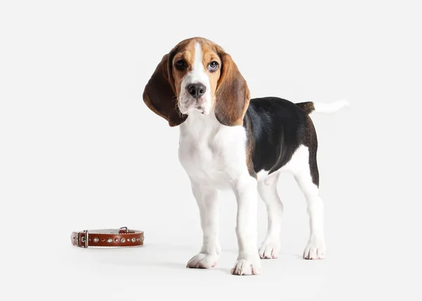 Chien. Portrait de chiot beagle sur fond blanc — Photo