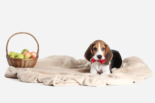 Hund. Beagle valp porträtt på en vit bakgrund — Stockfoto