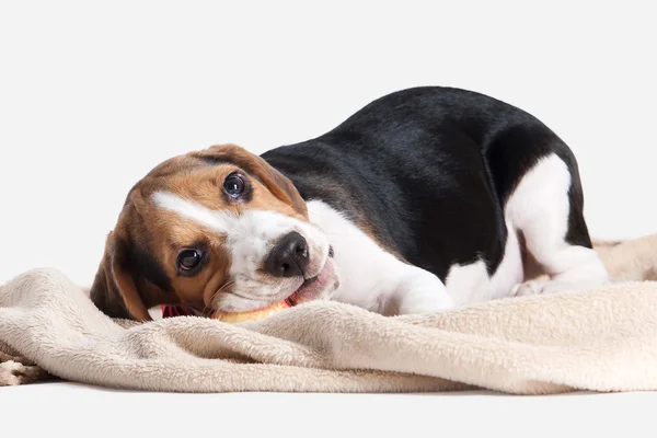 Hund. Beagle Welpen Porträt auf weißem Hintergrund — Stockfoto