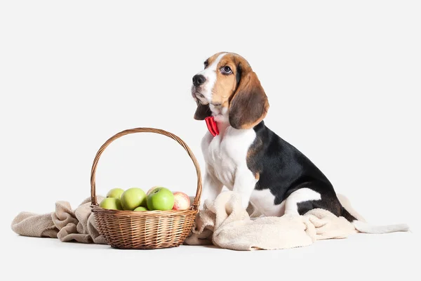 Hund. Beagle Welpen Porträt auf weißem Hintergrund — Stockfoto