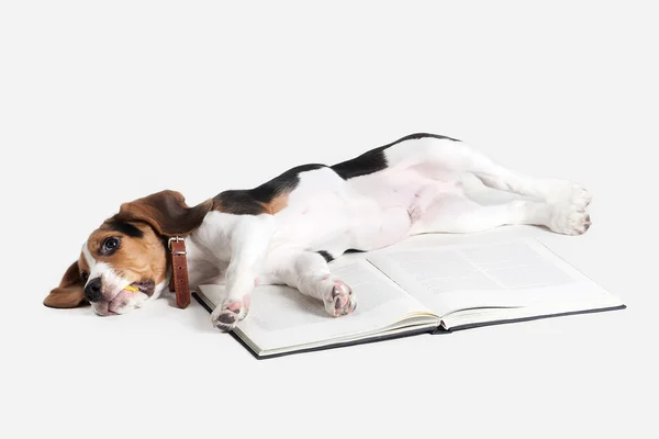 Perro. Retrato de cachorro Beagle sobre fondo blanco Imagen de archivo