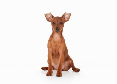 beyaz zemin üzerine zwergpinscher köpek yavrusu