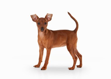 beyaz zemin üzerine zwergpinscher köpek yavrusu