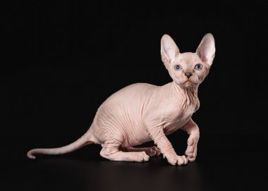 siyah arka plan üzerine Kanadalı sphynx