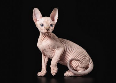 siyah arka plan üzerine Kanadalı sphynx