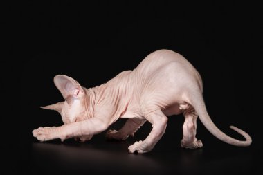 siyah arka plan üzerine Kanadalı sphynx