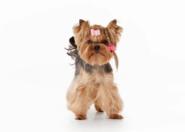 Yorkie puppy on white gradient background — Stock Photo, Image