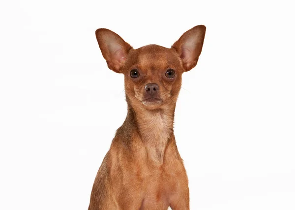 Russian toy terrier puppy on white background — Stock Photo, Image