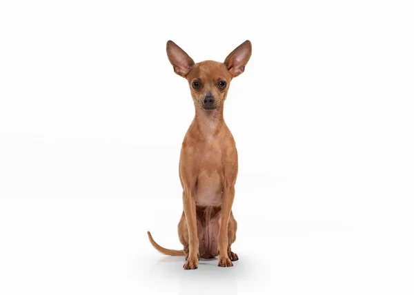 Russian toy terrier puppy on white background — Stock Photo, Image