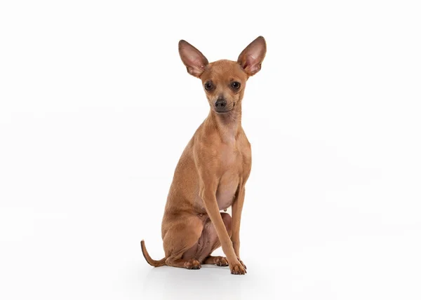 Russian toy terrier puppy on white background — Stock Photo, Image