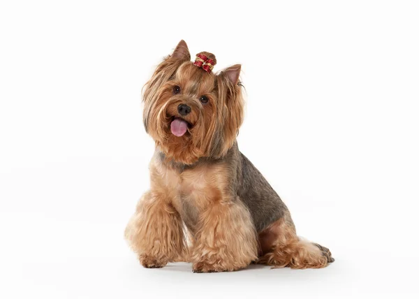 Yorkie puppy on white gradient background — Stock Photo, Image