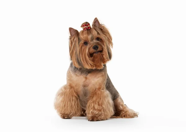 Yorkie pup op witte achtergrond met kleurovergang — Stockfoto