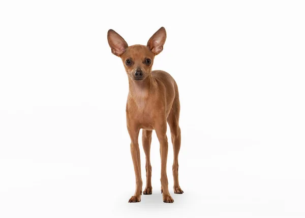 Rysk toy terrier valp på vit bakgrund — Stockfoto