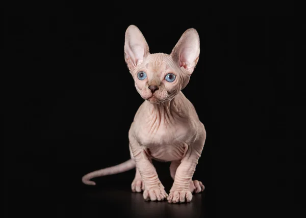 Canadian sphynx na czarnym tle — Zdjęcie stockowe