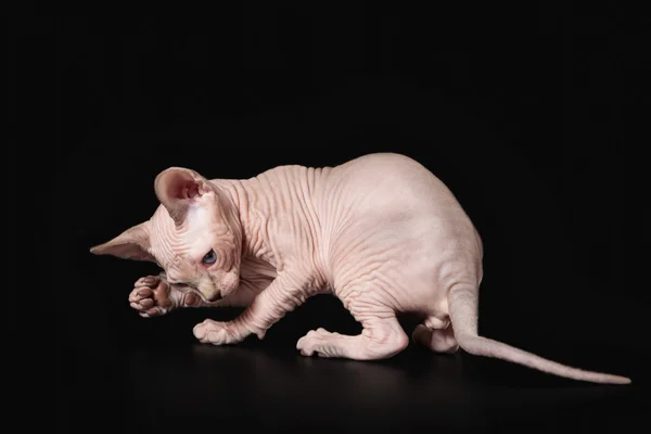 Canadian sphynx na czarnym tle — Zdjęcie stockowe