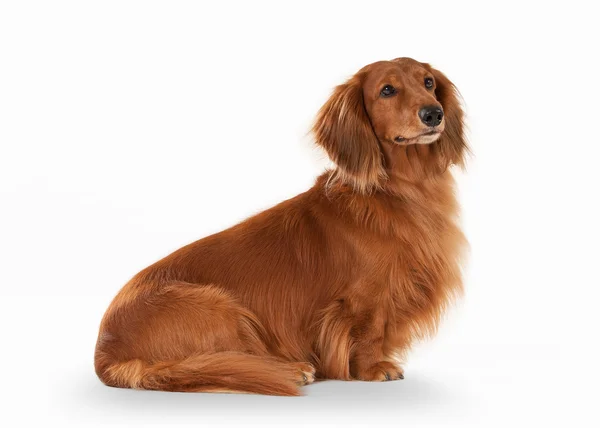 Brown dachshund on white background — Stock Photo, Image