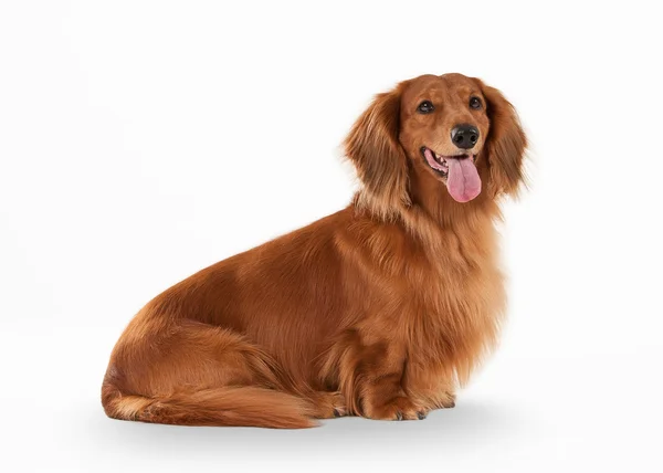 Brown dachshund on white background — Stock Photo, Image