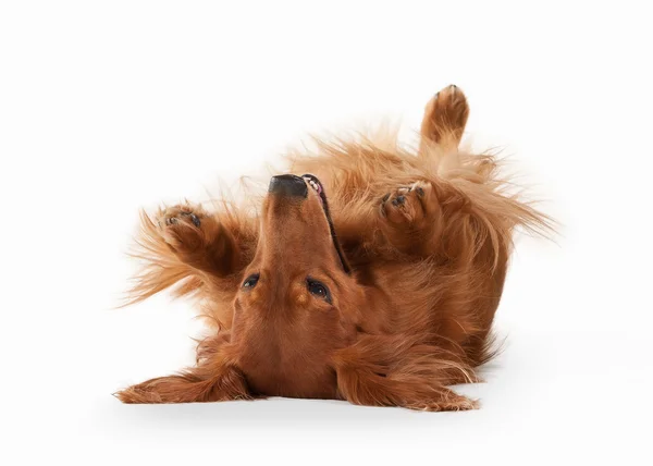 Brown dachshund pada latar belakang putih — Stok Foto