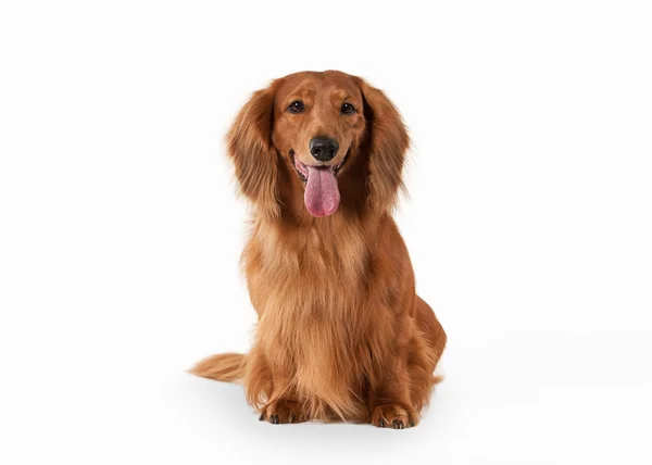 beyaz zemin üzerinde kahverengi dachshund