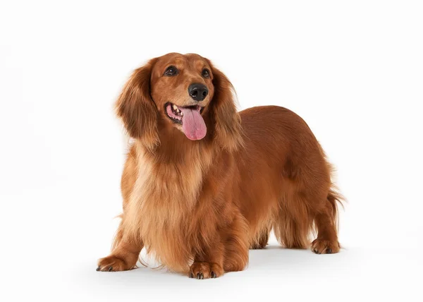 Brown dachshund on white background — Stock Photo, Image